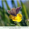 aricia anteros georgia female1